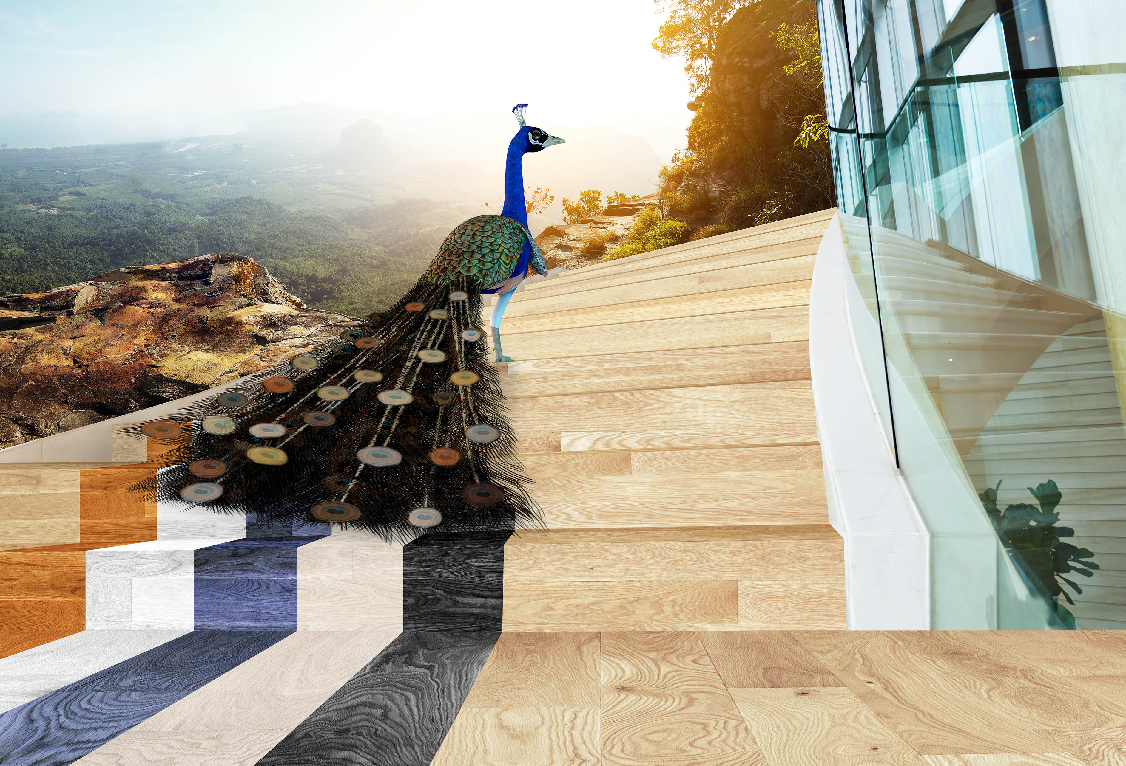 Bona camping concept image peacock on wood stairs