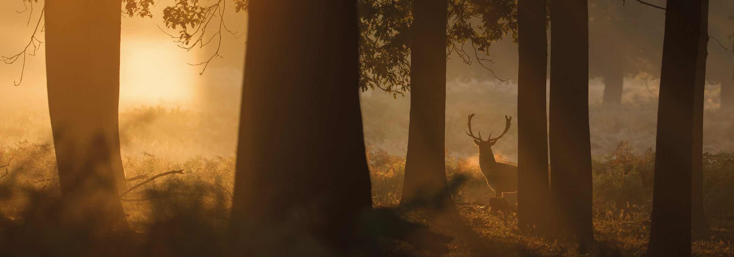 Bona Raw concept image by Adentity os a deer in the forest