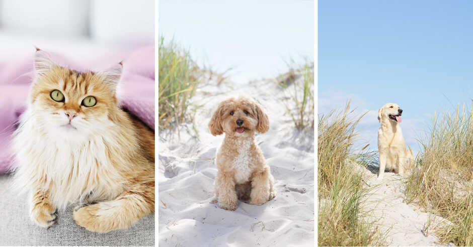 Concept images for Swedencare proden plaqueoff by Adentity, Cat and dogs on the beach